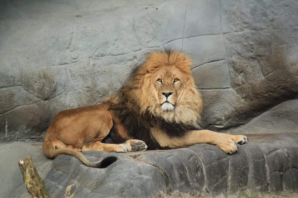 st louis zoo