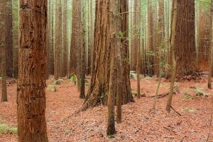 Stunning view of the tall Redwoods forest in Rotorua, New Zealand