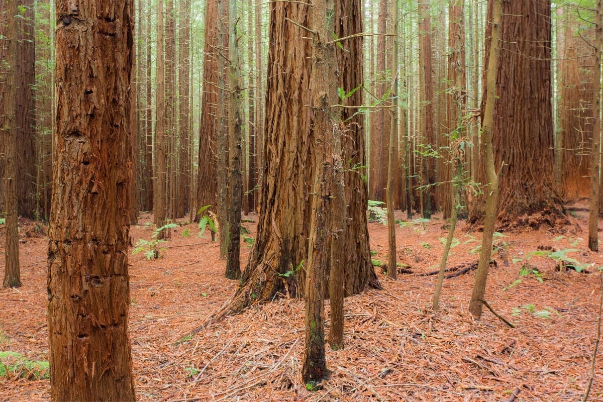 Stunning view of the tall Redwoods forest in Rotorua, New Zealand