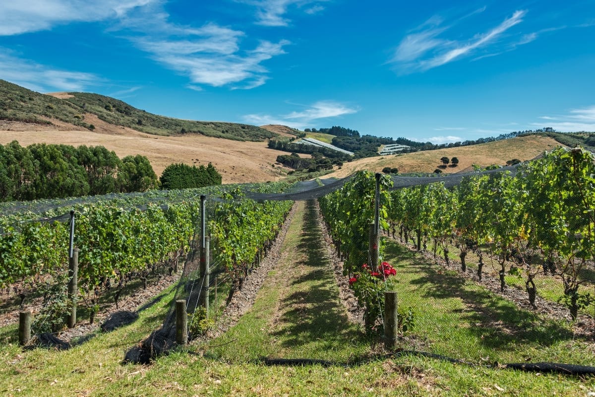 Waiheke Island Winery