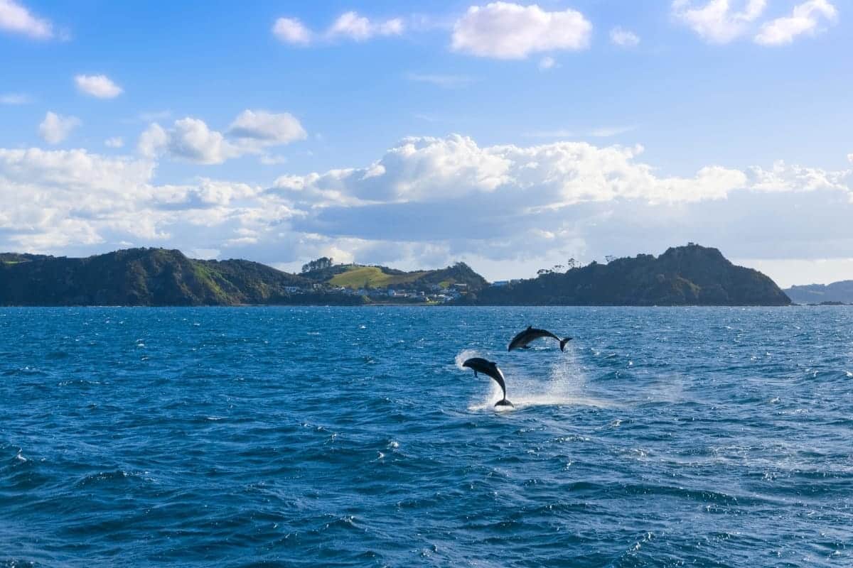 dolphins-in-the-Bay-of-Islands-in-New-zealand