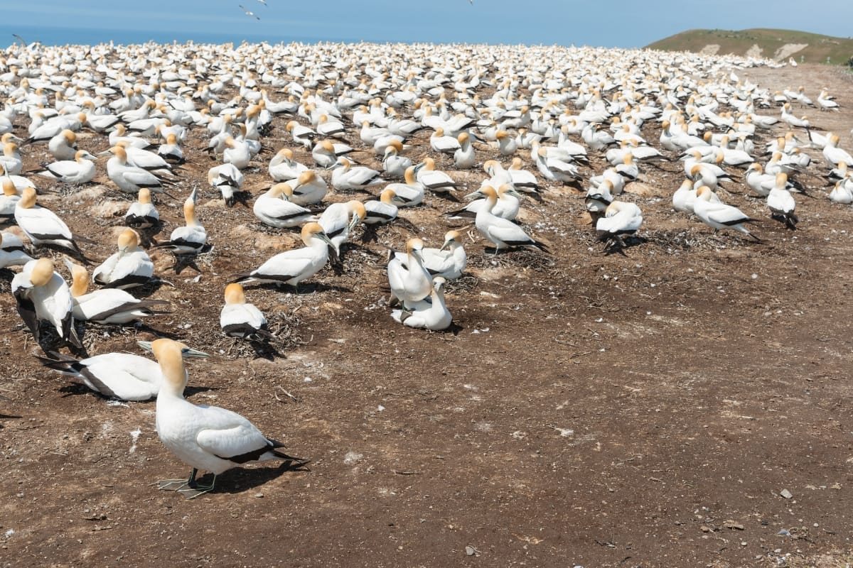 gannet colonies at Cape Kidnapper