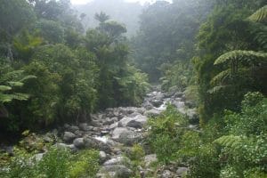 3 Short Walks Worth Stopping For On The Road To Karamea
