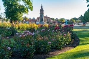 Beautiful flowers blooming in the Government Gardens in Rotorua, New Zealand.