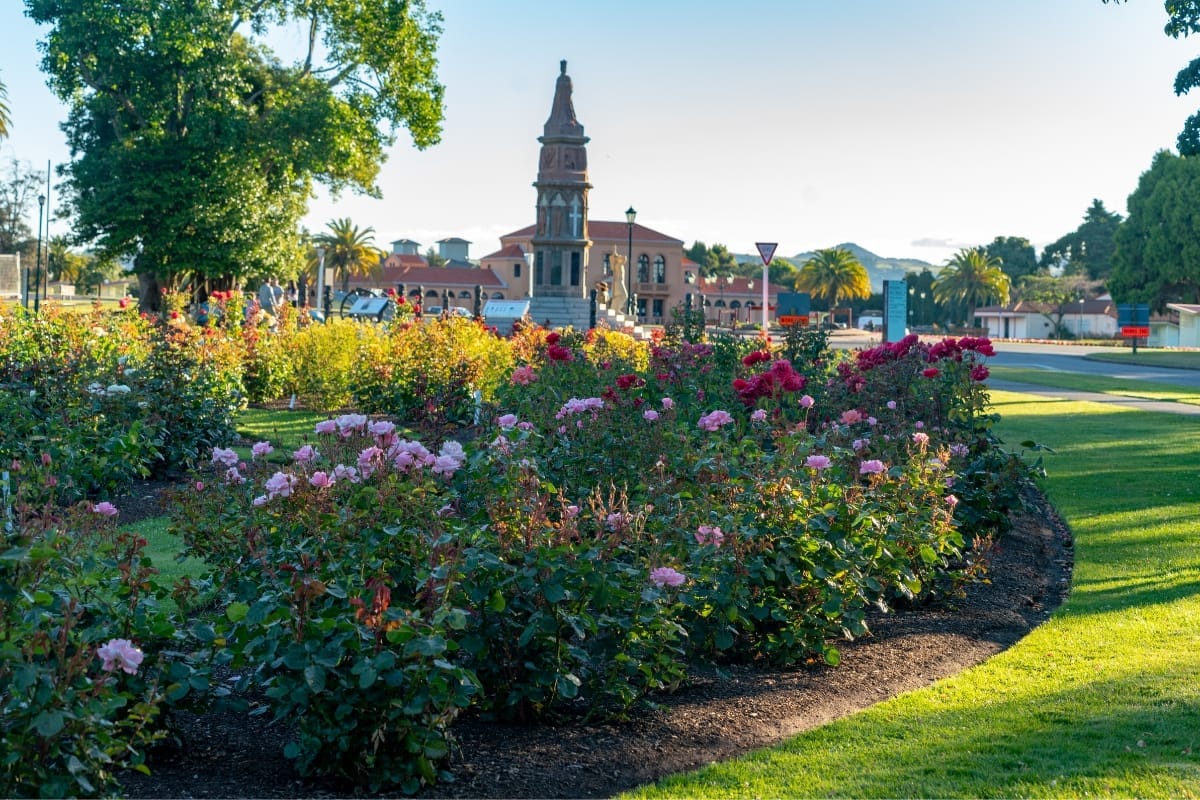 Beautiful flowers blooming in the Government Gardens in Rotorua, New Zealand.