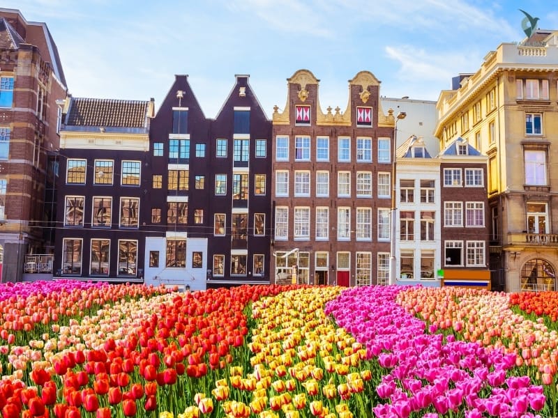 Tulip Museum: 5 Hidden Gems in Amsterdam You’ll Love